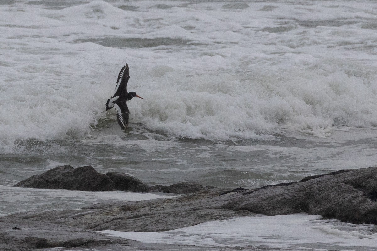 Кулик-сорока євразійський - ML645266126