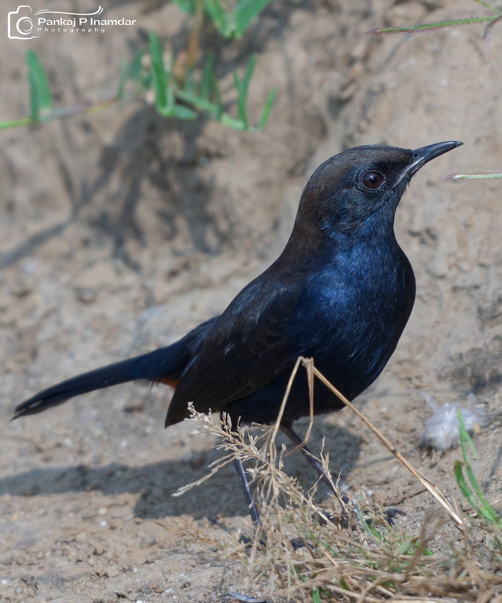 Шама індійська - ML645266127
