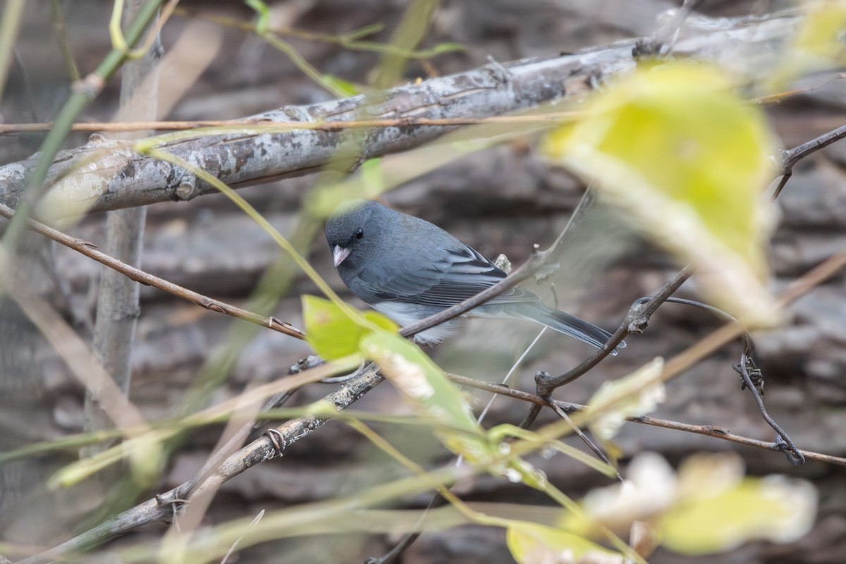 Юнко сірий - ML645266128