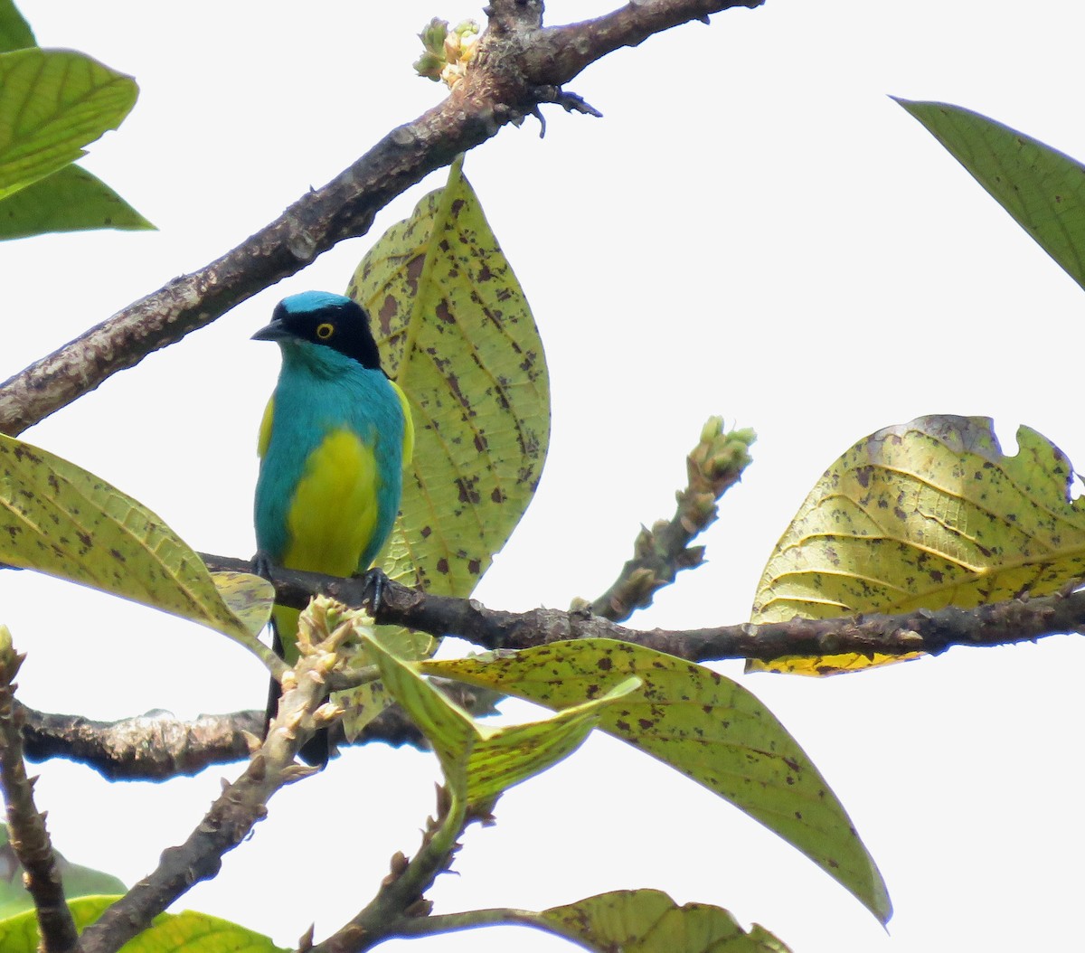 Цукрист яскравий - ML645266129