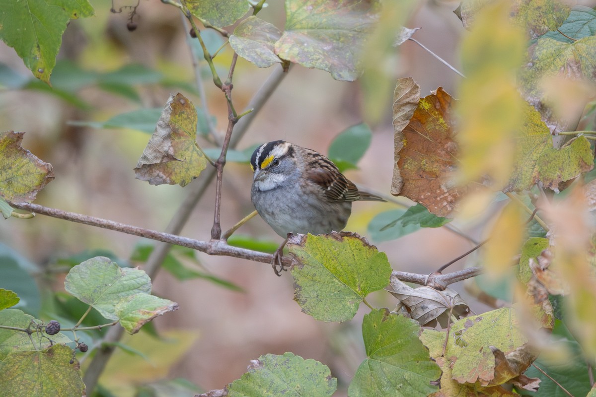 Бруант білогорлий - ML645266130