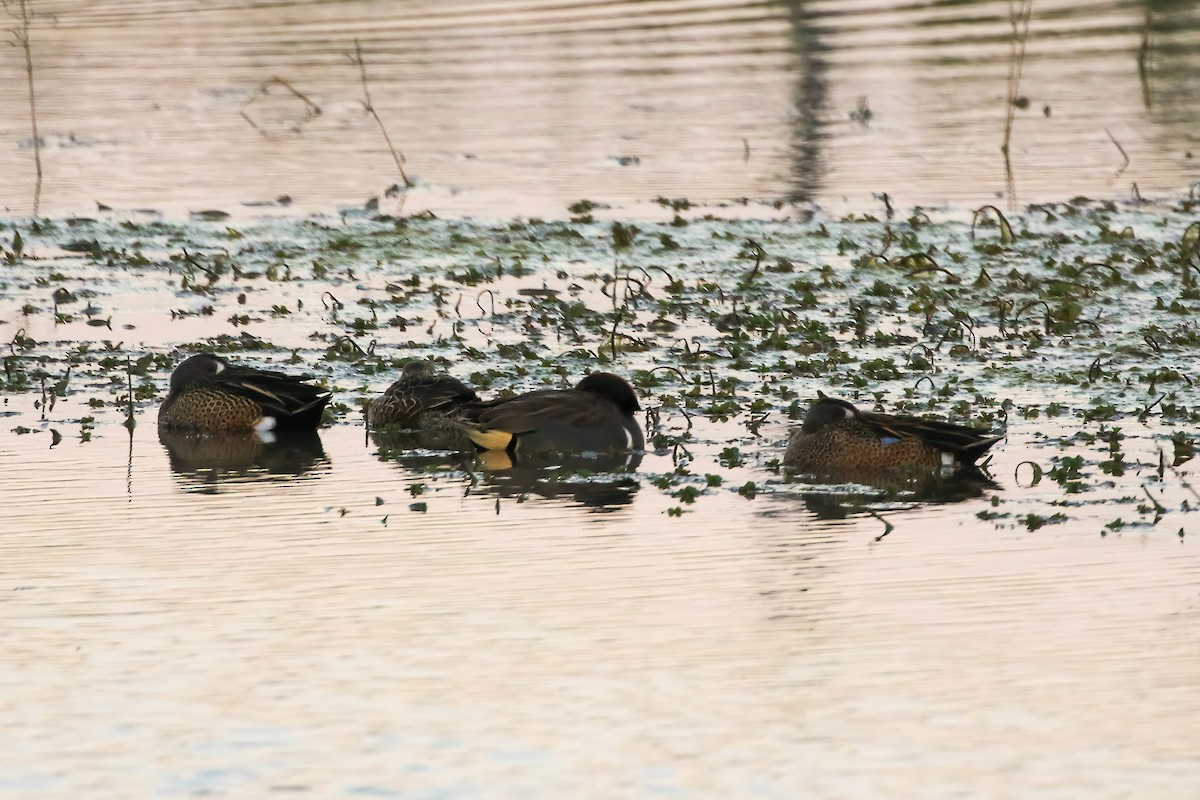 Чирянка мала - ML645266131