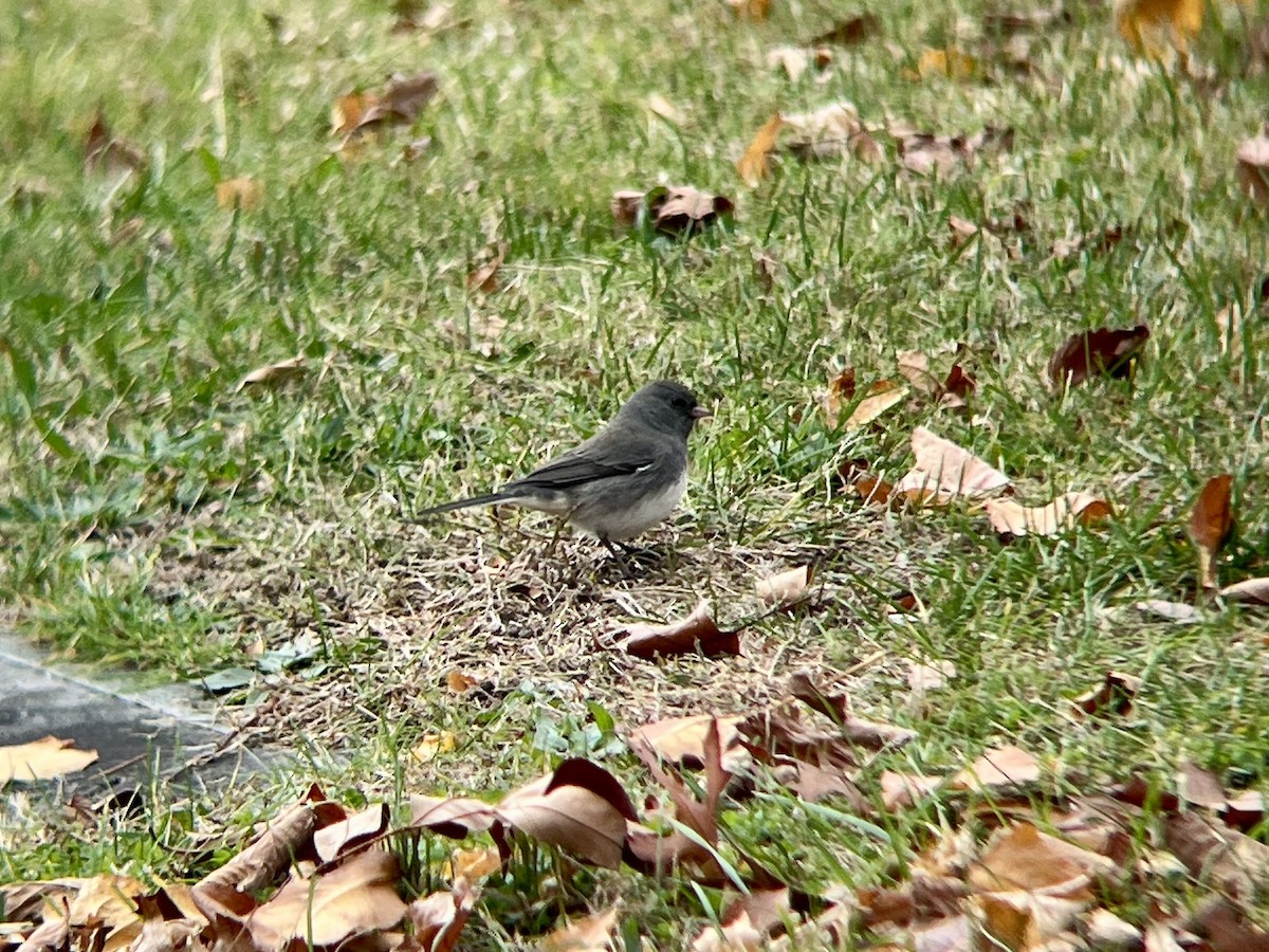 Юнко сірий - ML645266132