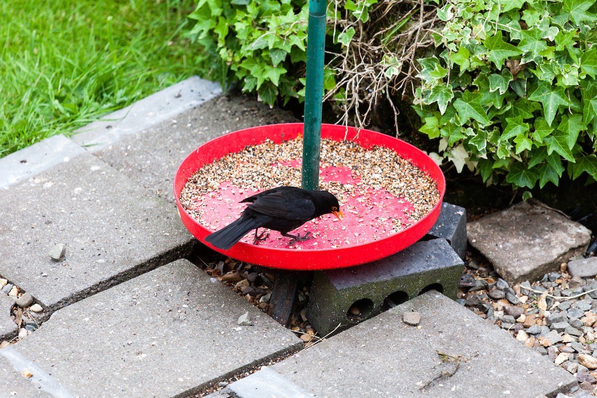 Дрізд чорний - ML645266133