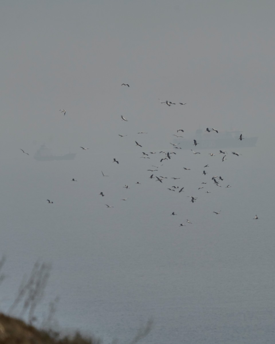 Лелека білий - ML645266134