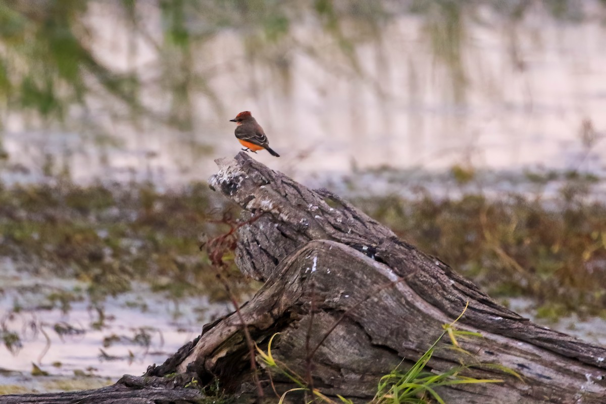 Москверо вогнистий - ML645266135