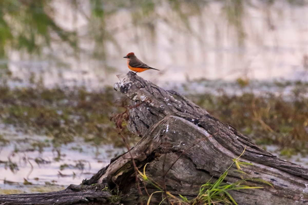 Москверо вогнистий - ML645266136