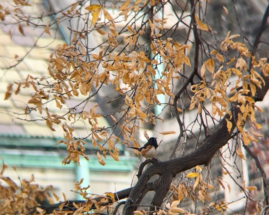 Тауї східний - ML645266137