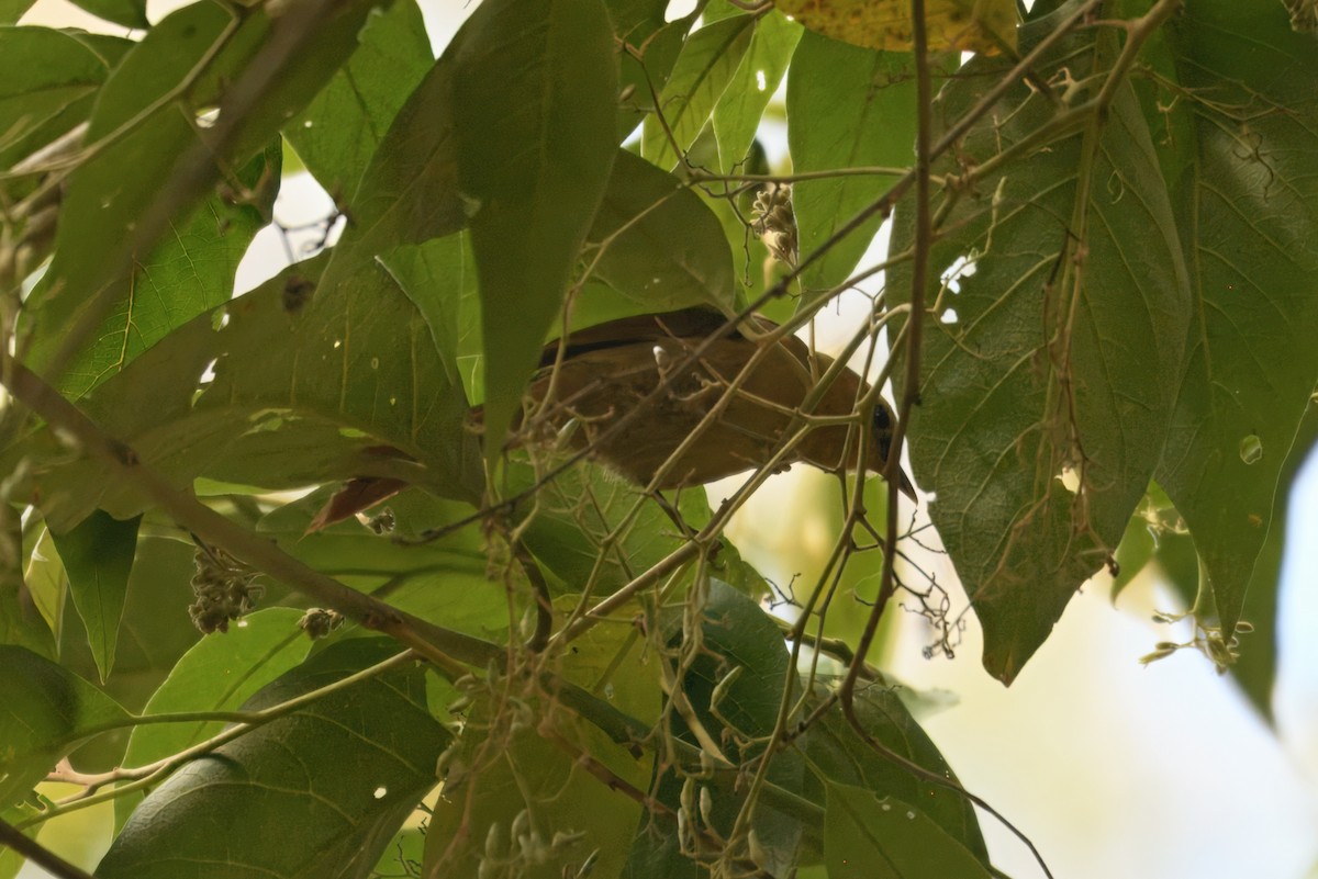 Філідор золотолобий - ML645266138