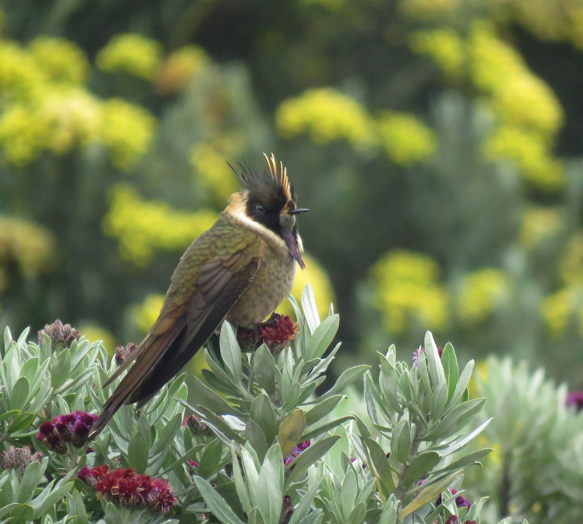 Колібрі арменіанський - ML645266140