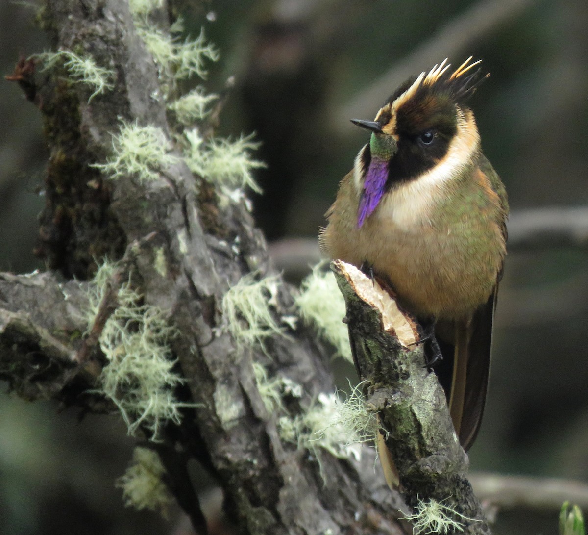 Колібрі арменіанський - ML645266141
