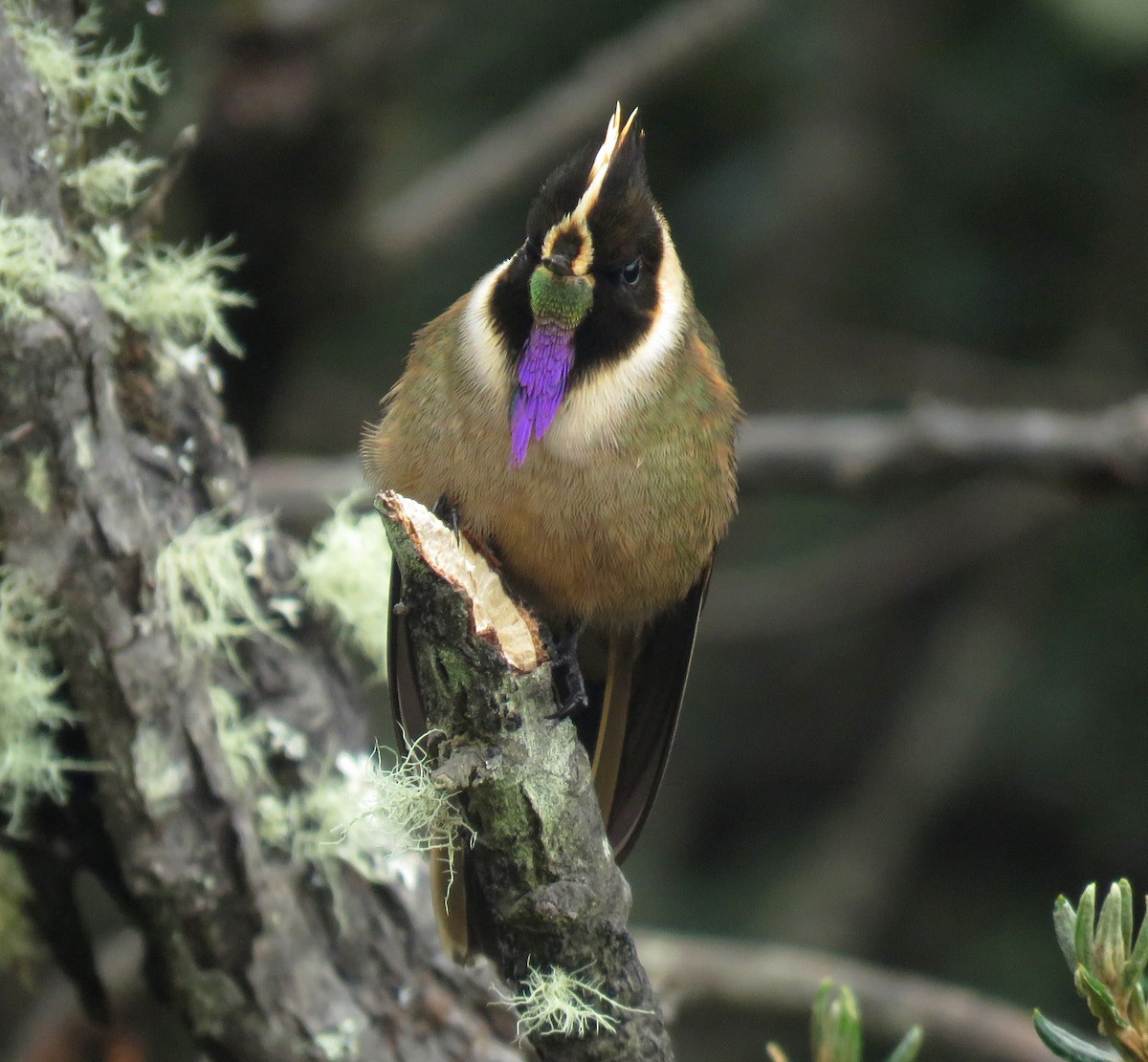 Колібрі арменіанський - ML645266142