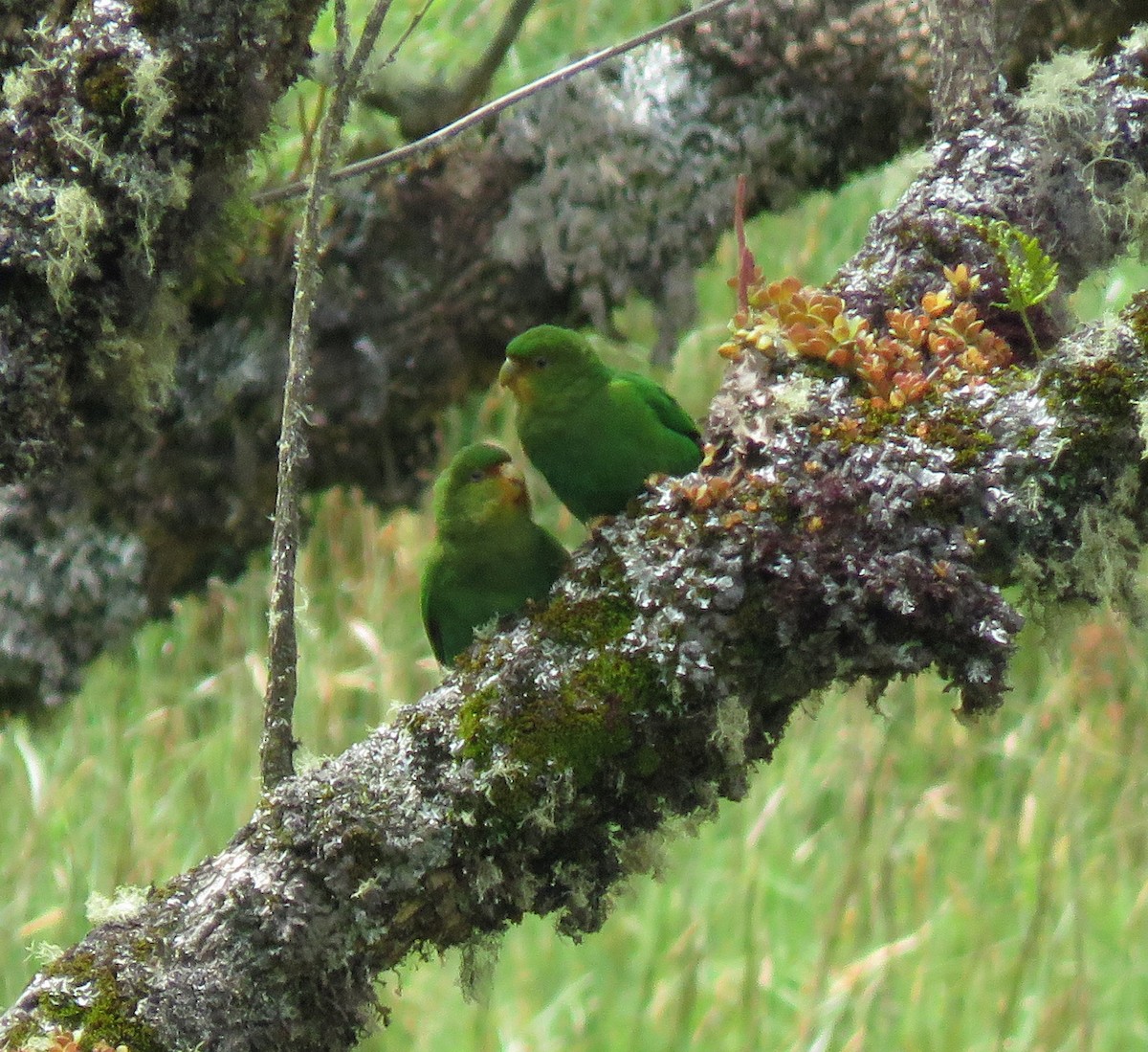 Rufous-fronted Parakeet - ML645266151