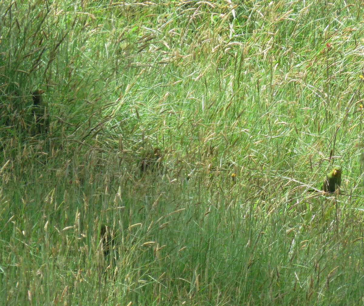 Rufous-fronted Parakeet - ML645266152