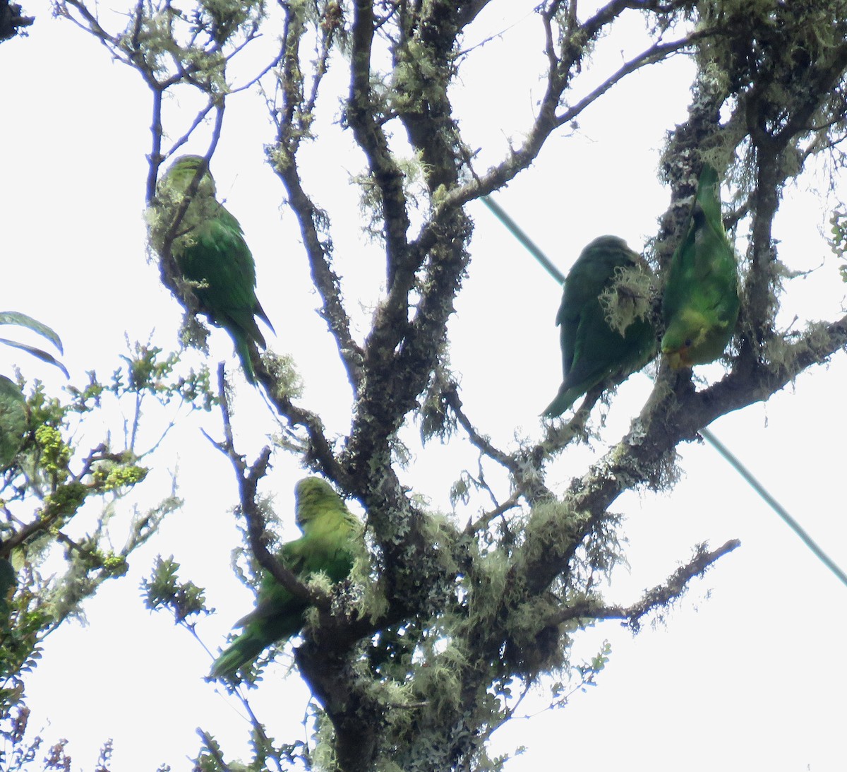 Rufous-fronted Parakeet - ML645266153