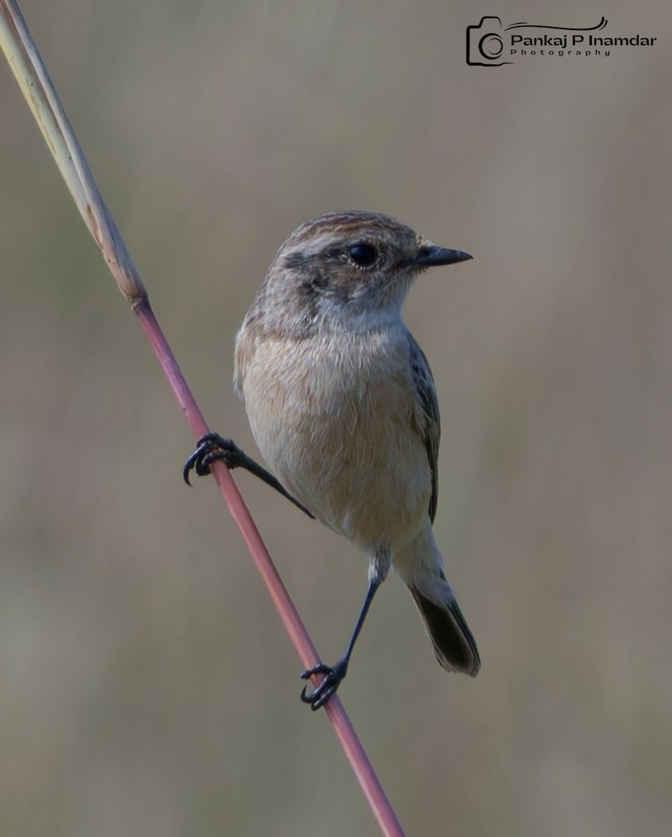 bramborníček sibiřský - ML645266164