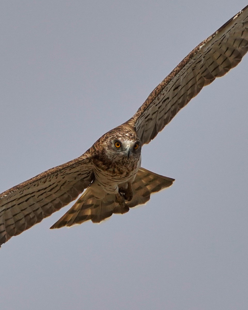 orlík krátkoprstý - ML645266167