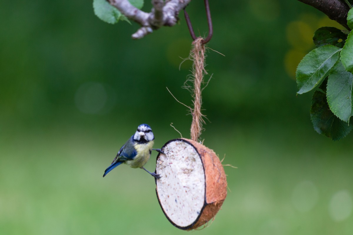 ירגזי כחול - ML645266173