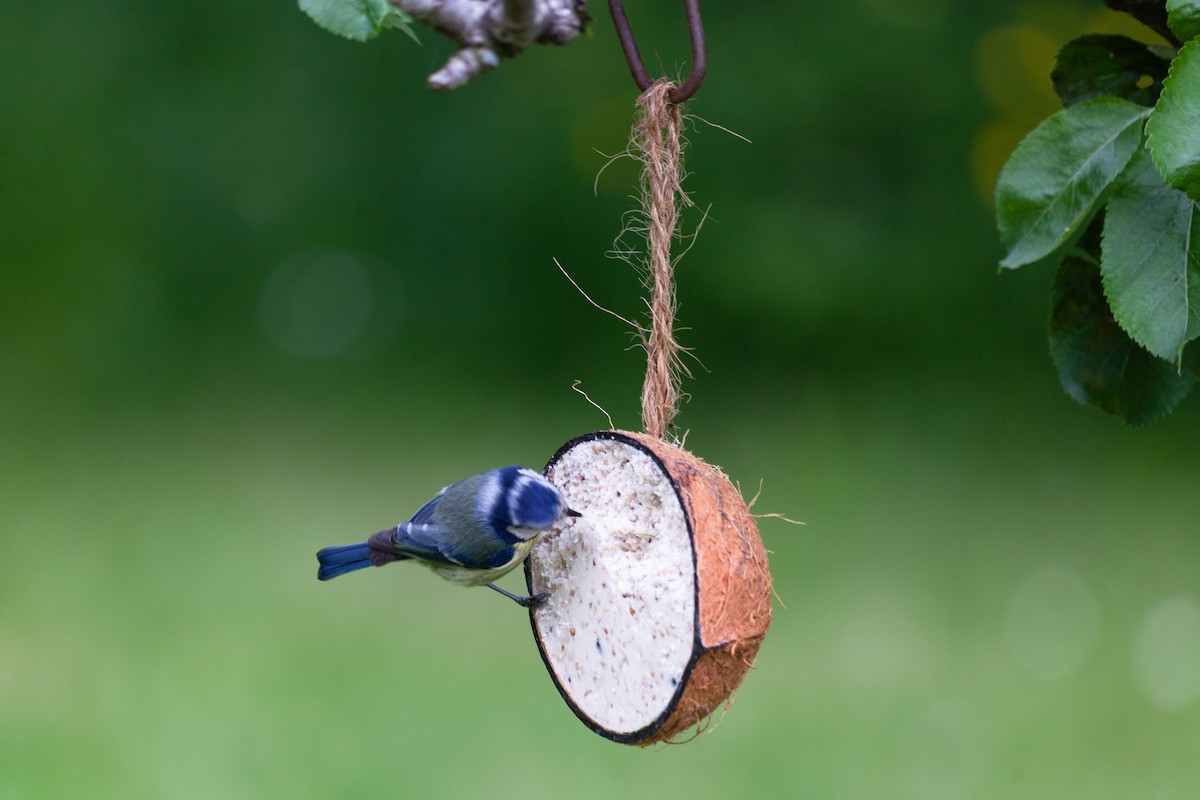 Herrerillo Común - ML645266174