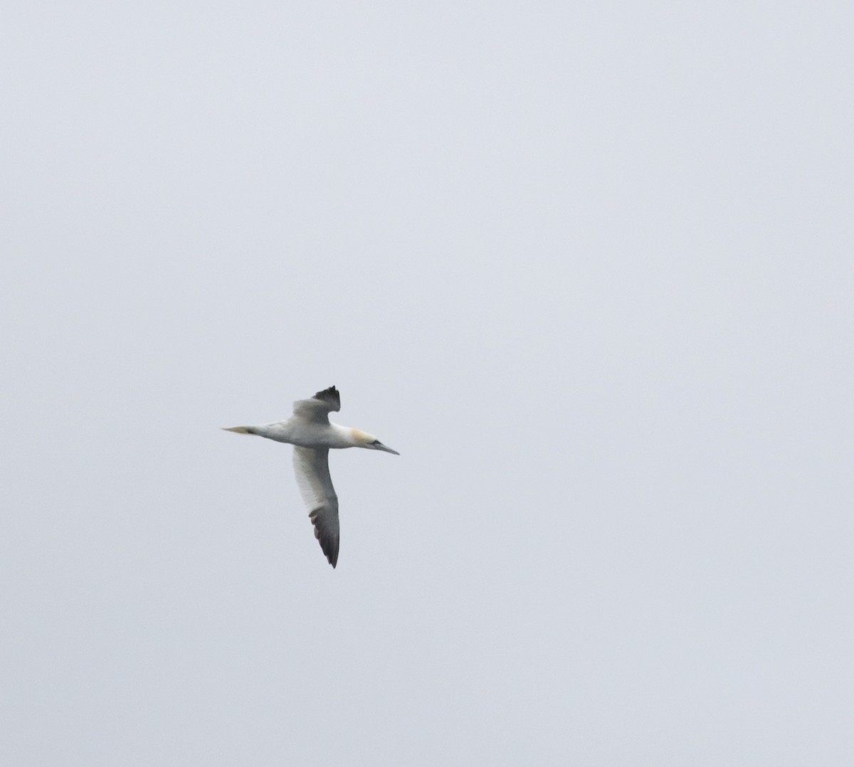 Northern Gannet - ML645266179