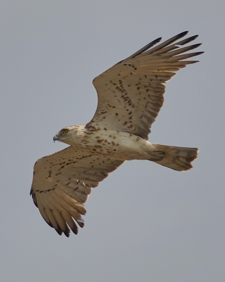 orlík krátkoprstý - ML645266183