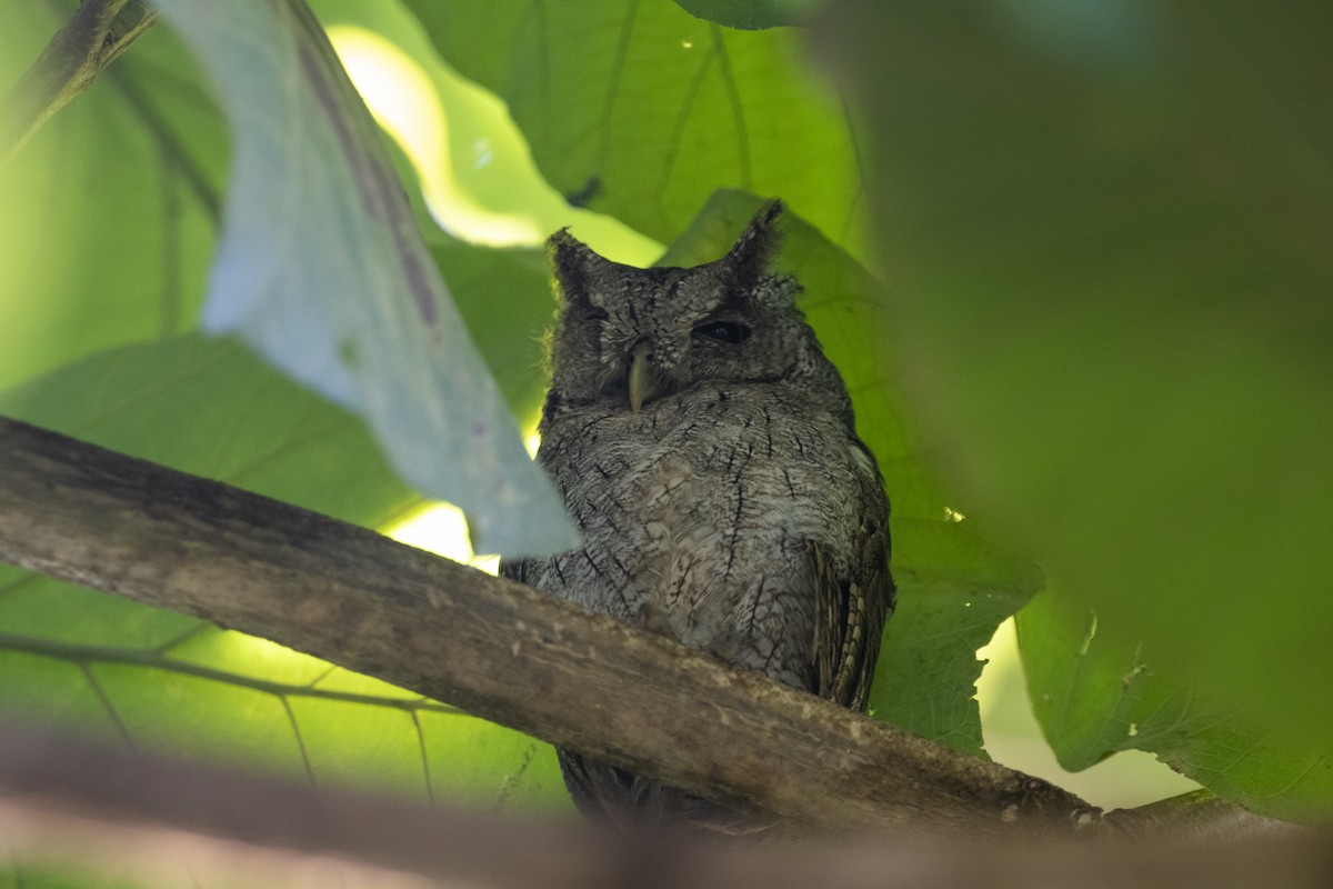 Pacific Screech-Owl - ML645266195