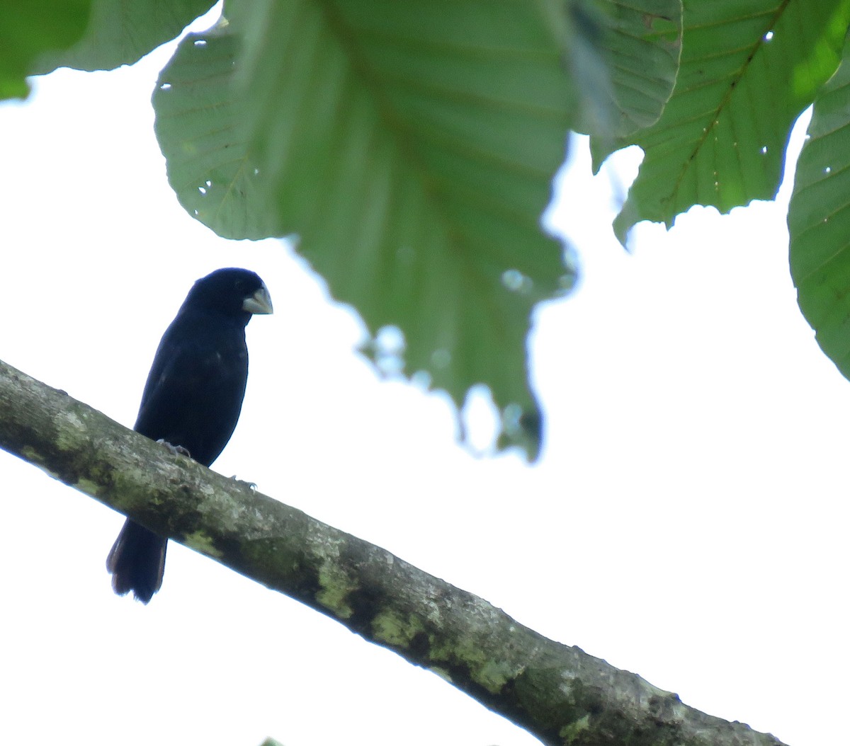 Large-billed Seed-Finch - ML645266215