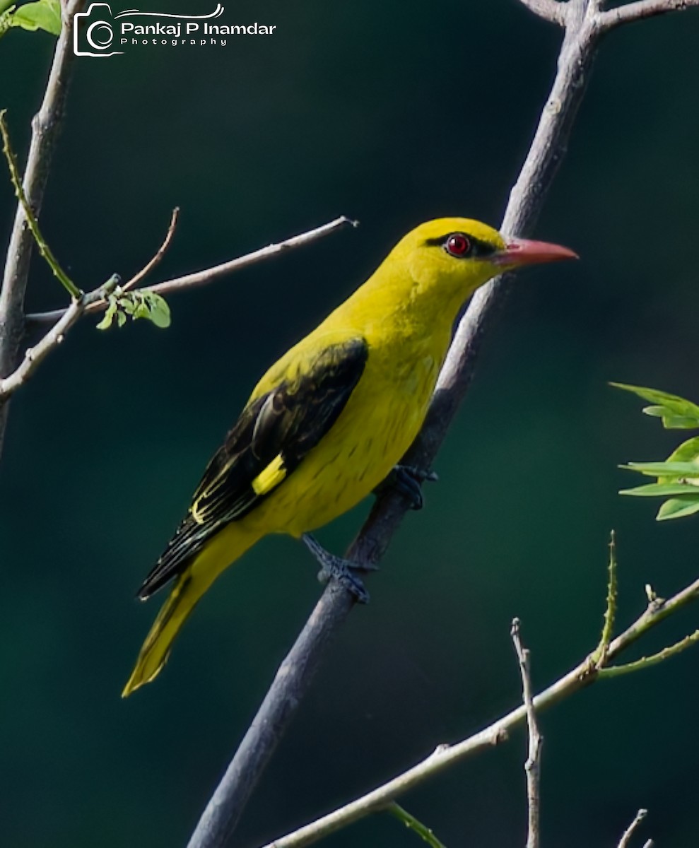 זהבן הודי - ML645266219