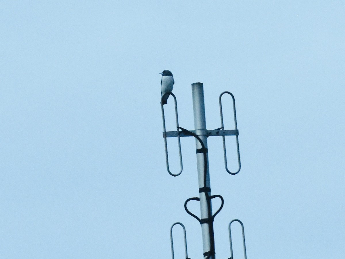 White-breasted Woodswallow - ML645266227