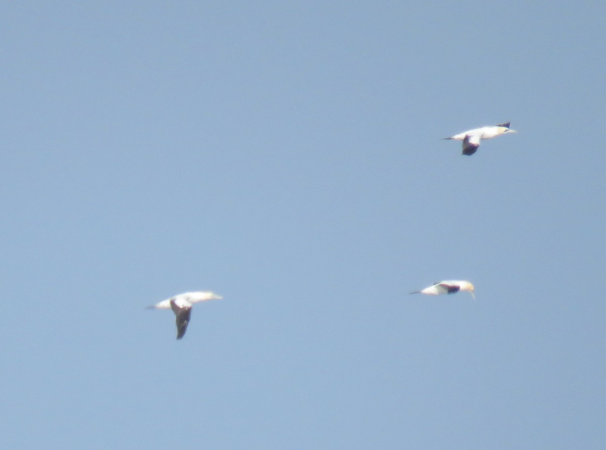 Kaptölpel - ML645266229