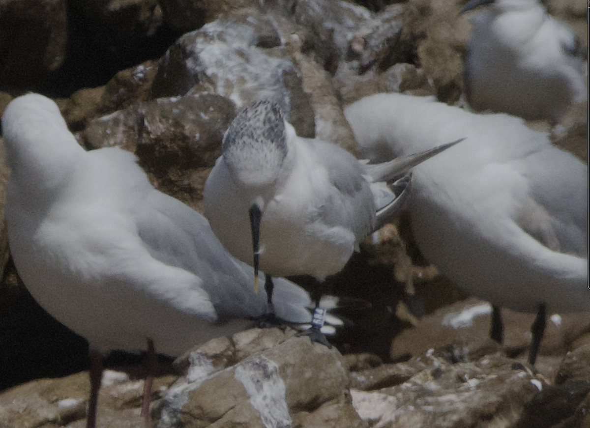 Sandwich Tern (Eurasian) - ML645266238
