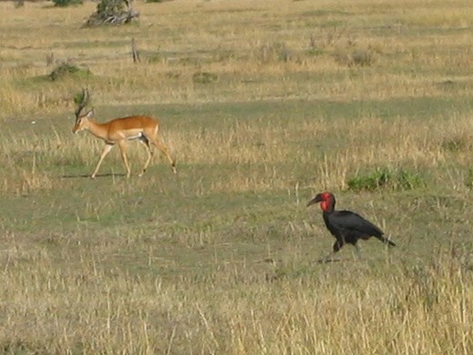 zoboroh jižní - ML645266247