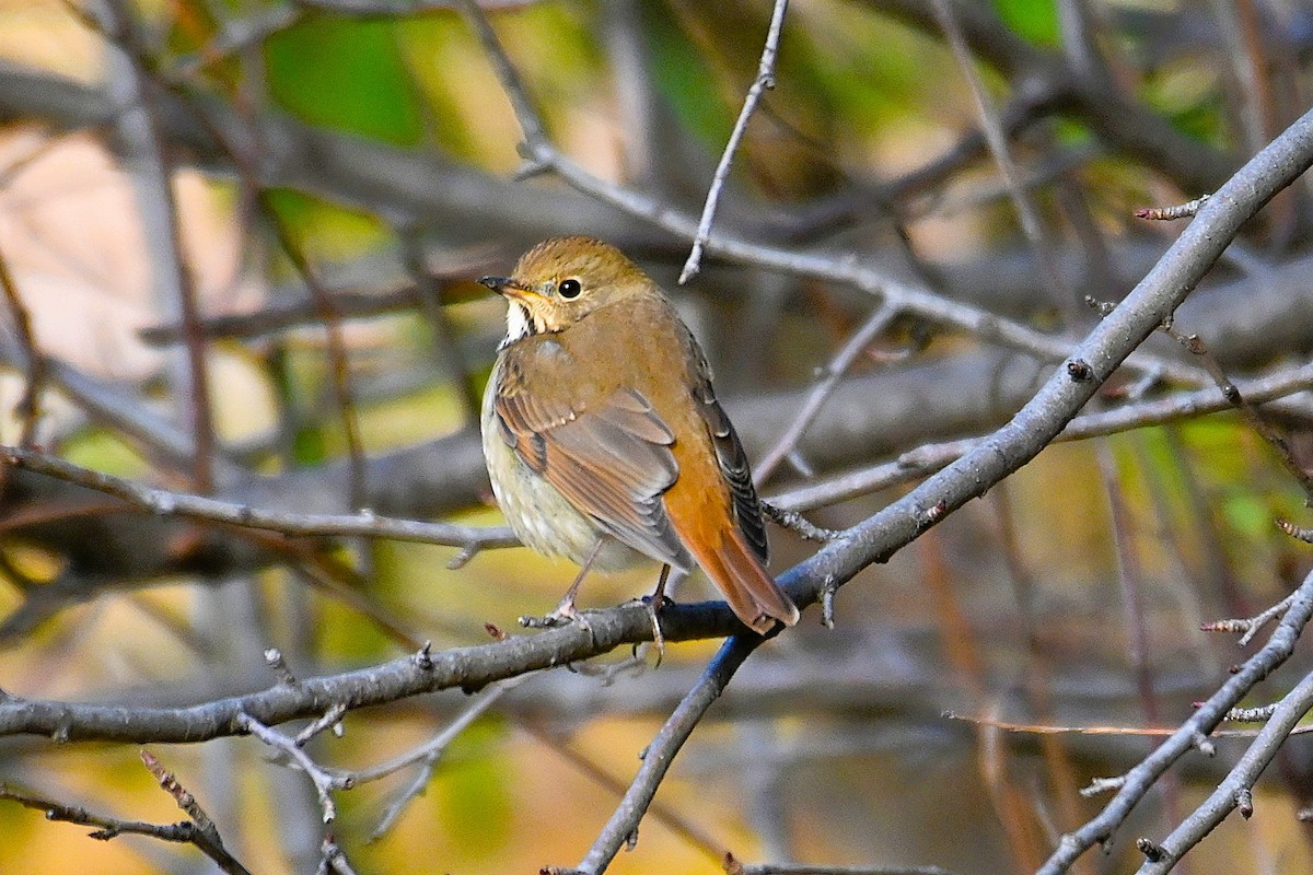 Hermit Thrush - ML645266273
