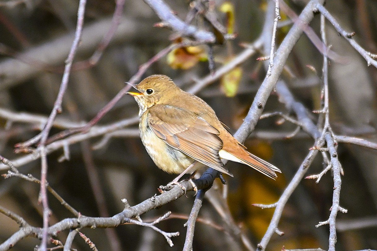 Hermit Thrush - ML645266275