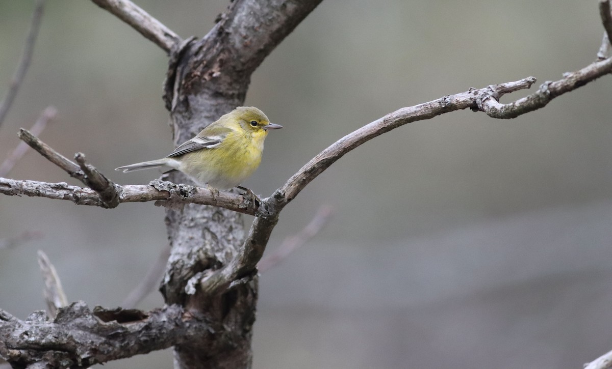Pine Warbler - ML645266285