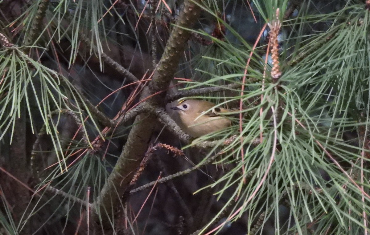 キクイタダキ - ML645266295