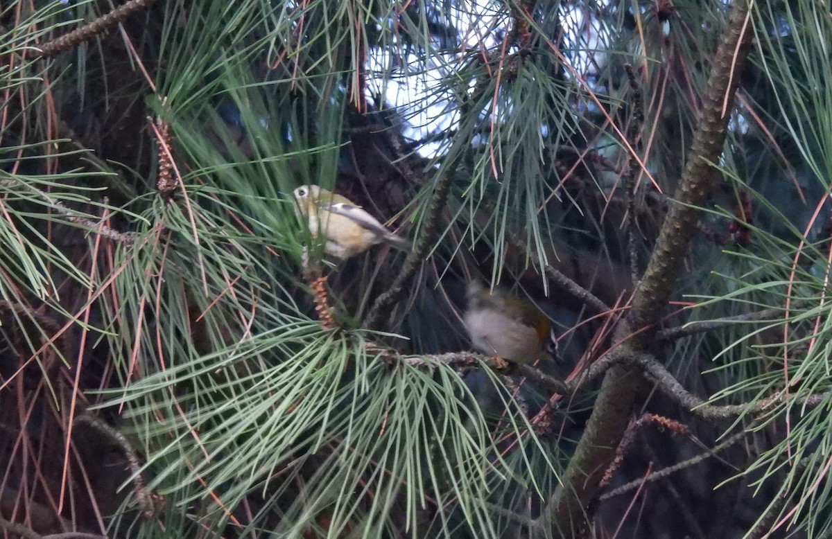 キクイタダキ - ML645266296