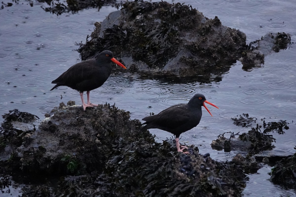 Black Oystercatcher - ML645266302