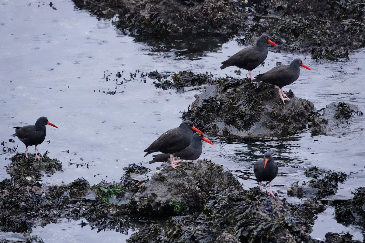 Black Oystercatcher - ML645266303