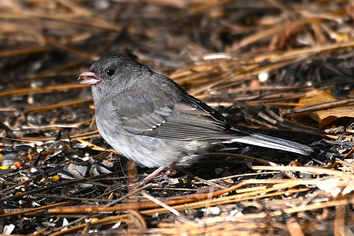 Dark-eyed Junco - ML645266309
