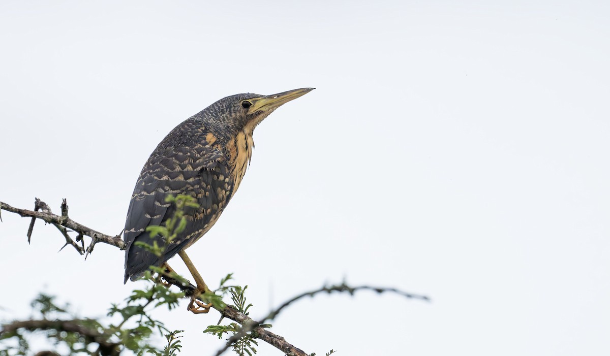 Kurşuni Küçük Balaban - ML645266314