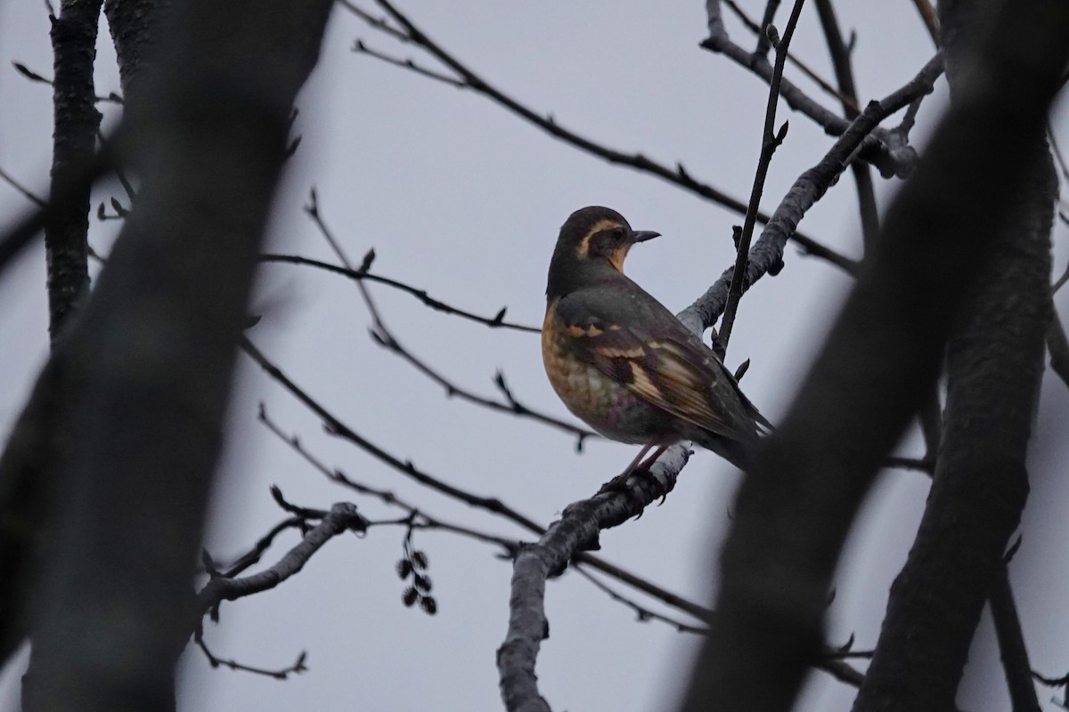 Varied Thrush - ML645266323