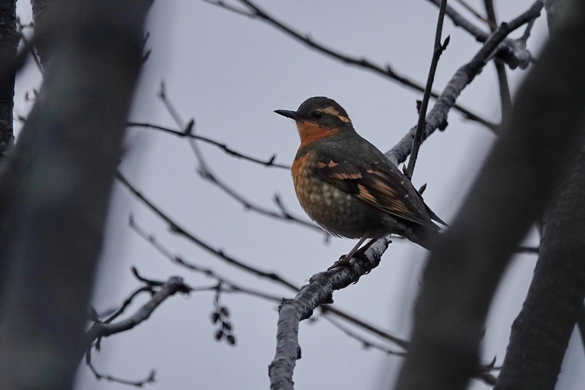 Varied Thrush - ML645266324