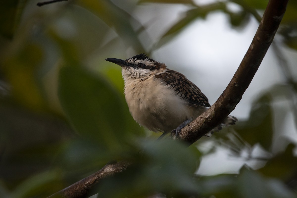 Rufous-backed Wren - ML645266326