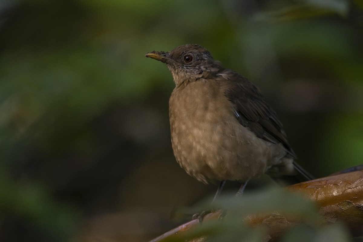 Merle fauve - ML645266330