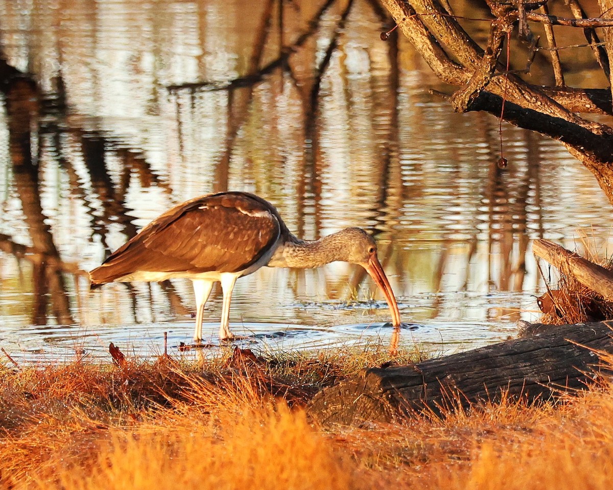 Ak Aynak - ML645266336