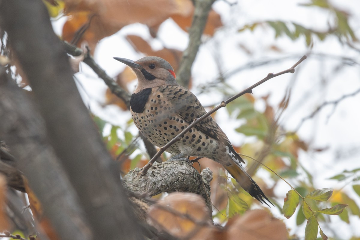 Northern Flicker - ML645266344