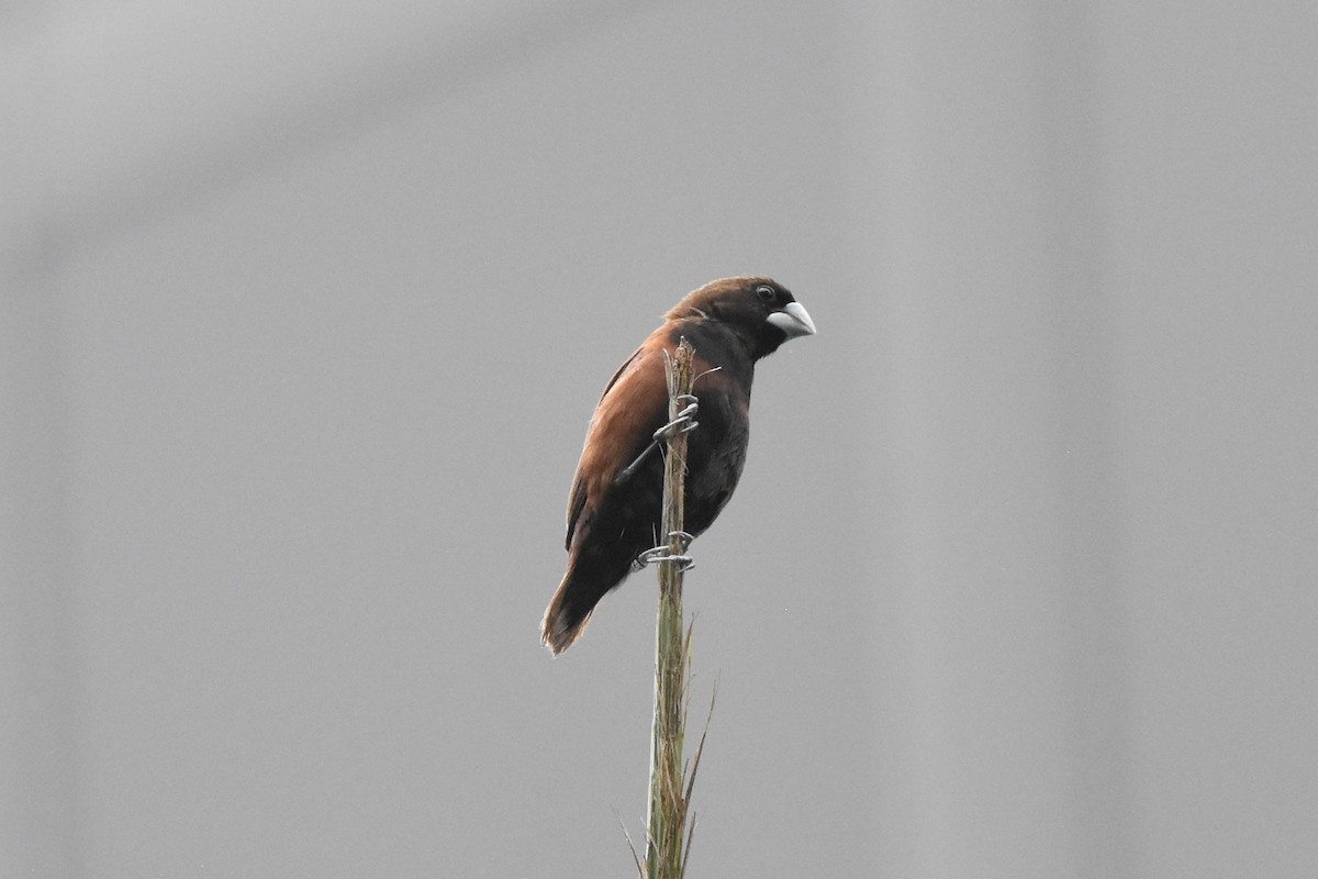 Chestnut Munia - ML645266347