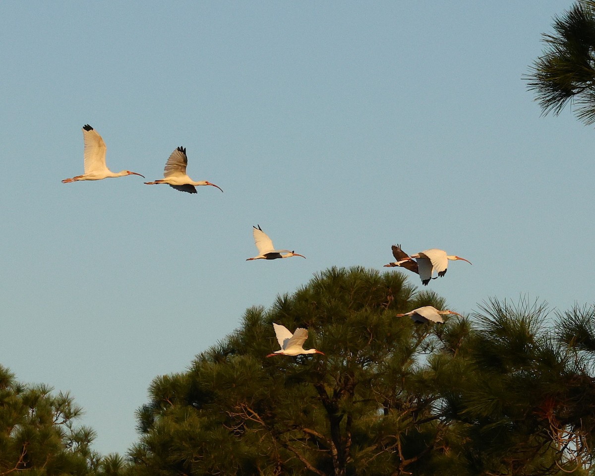 Ak Aynak - ML645266355