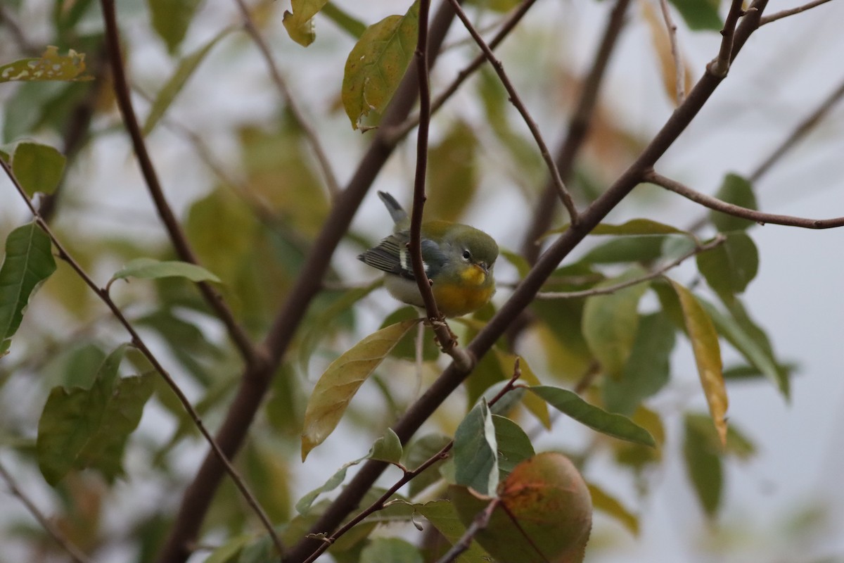 Northern Parula - ML645266364
